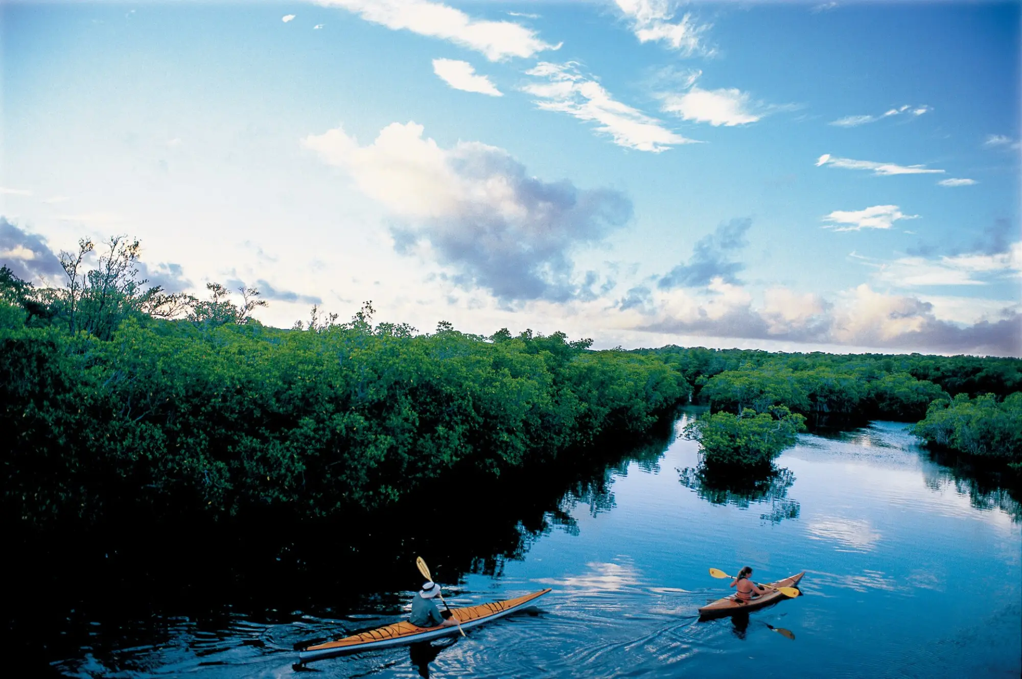 Mangrove kayak tour