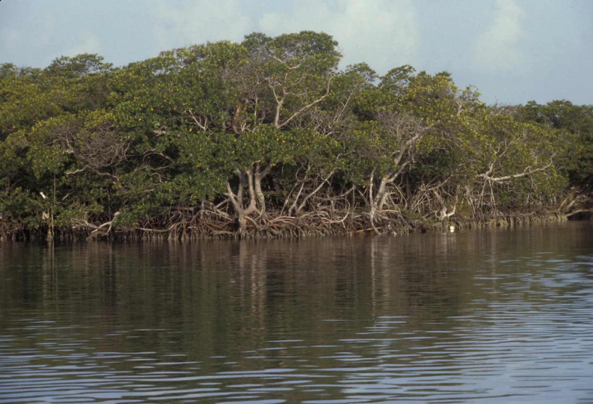Matheson Hammock marina