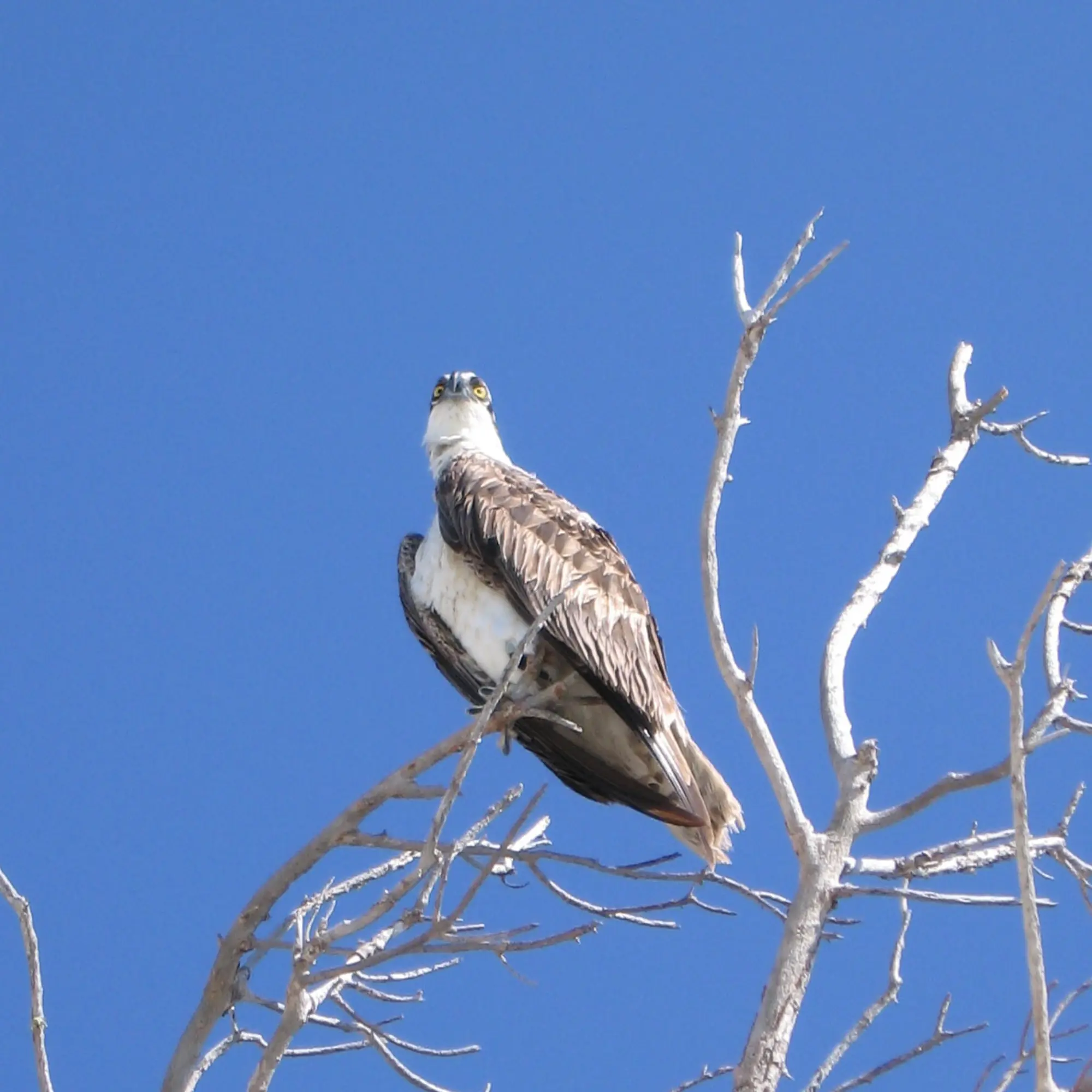 Hawk watch